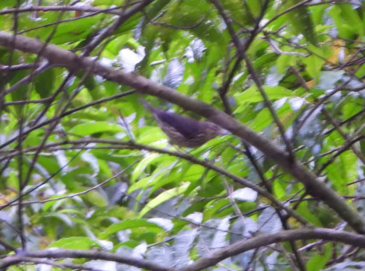 Northern Waterthrush - ML645054767