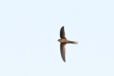 Asian Palm Swift - ML645054780