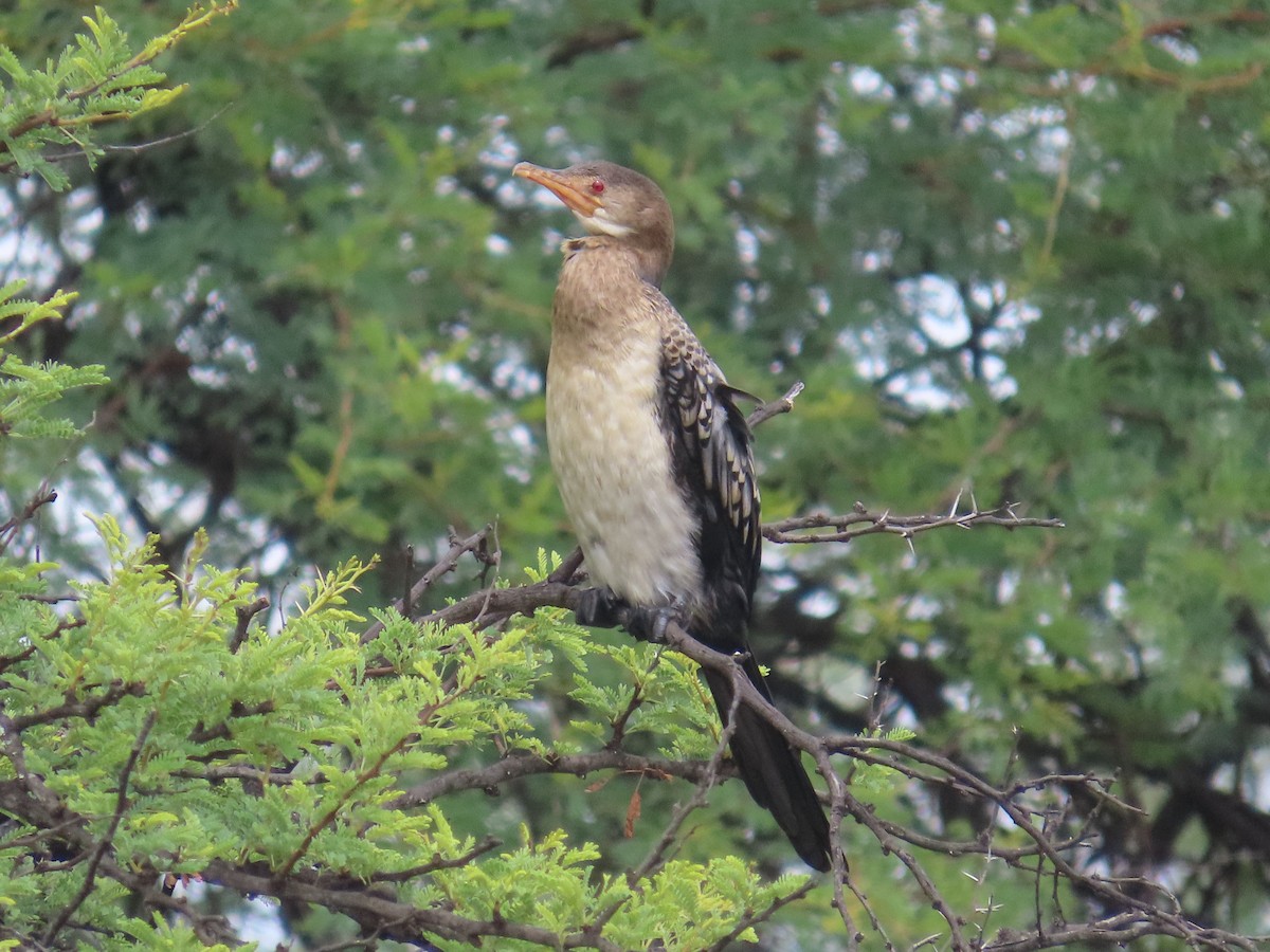 kormorán dlouhoocasý - ML645054782