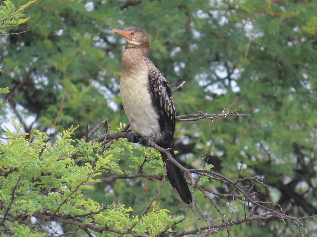 kormorán dlouhoocasý - ML645054783