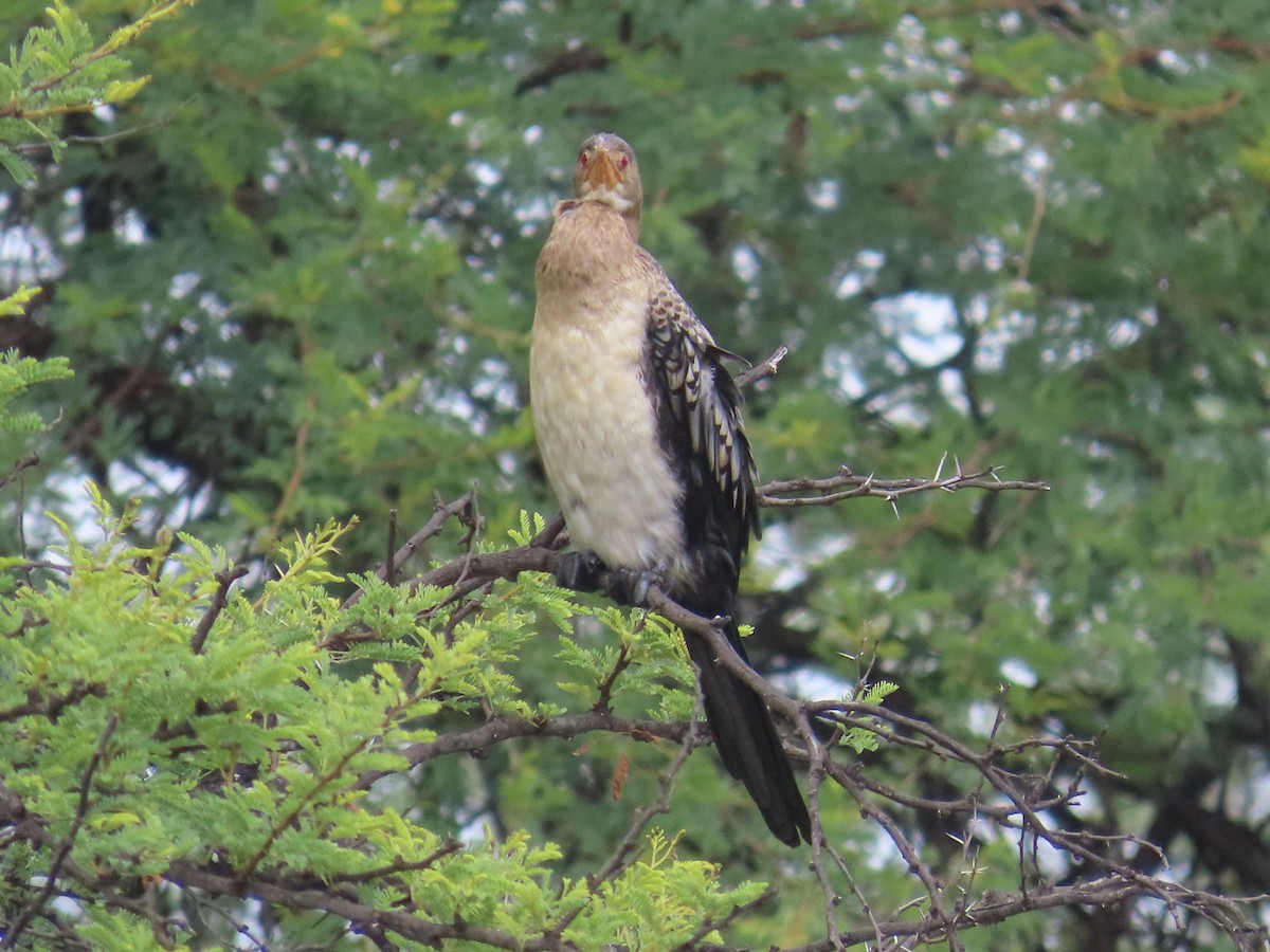 kormorán dlouhoocasý - ML645054784