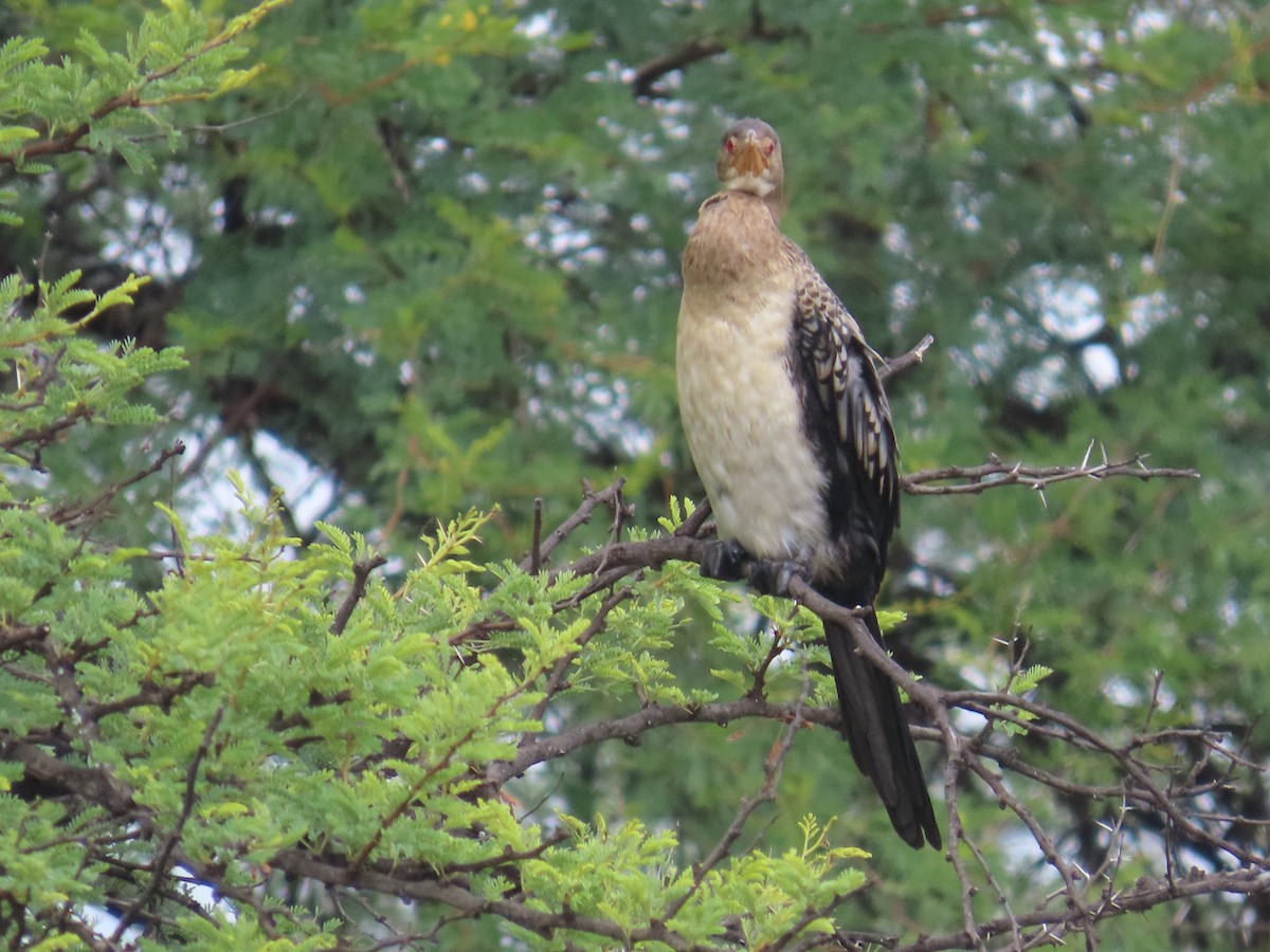 kormorán dlouhoocasý - ML645054785