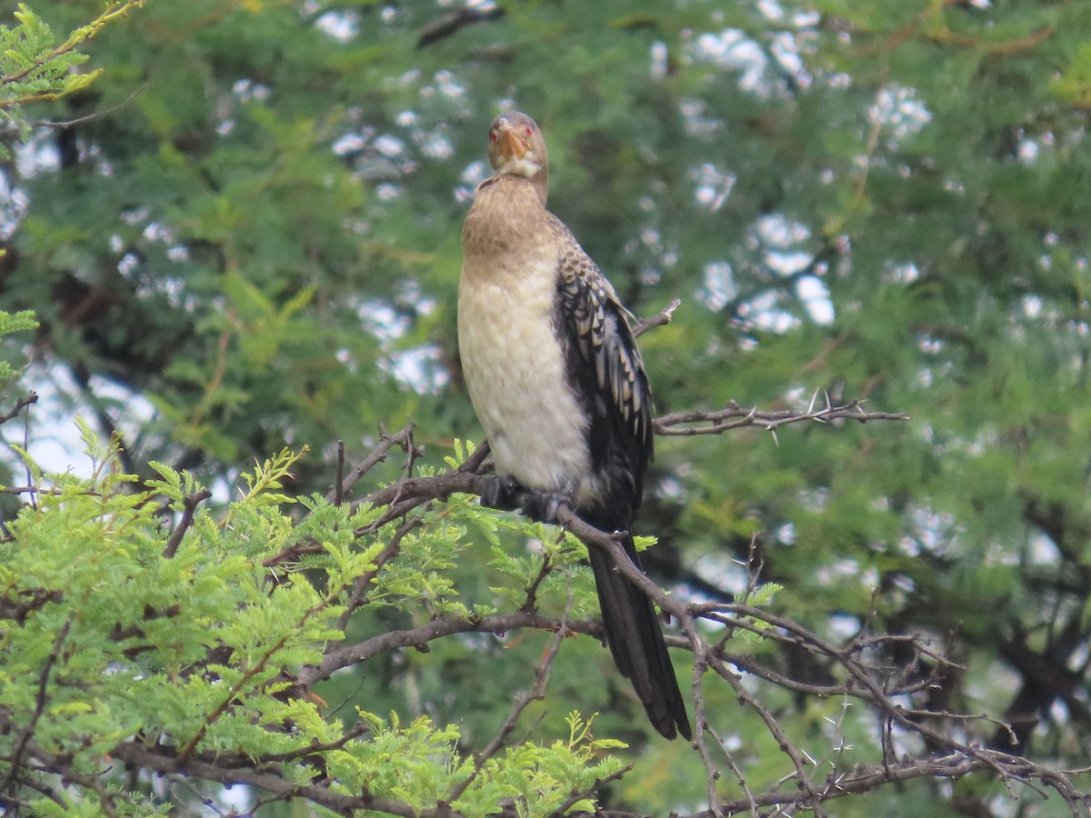 kormorán dlouhoocasý - ML645054786