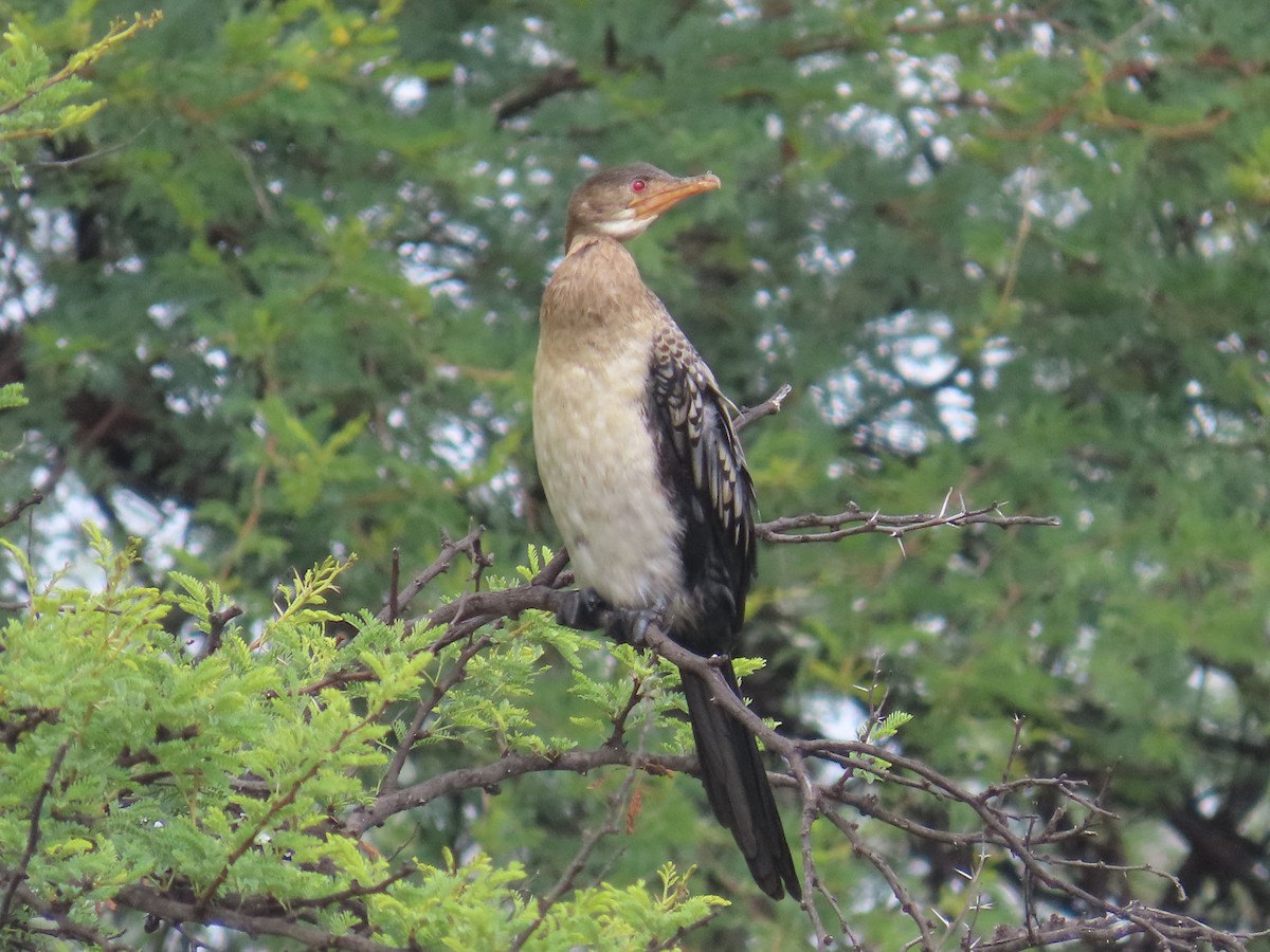 kormorán dlouhoocasý - ML645054787