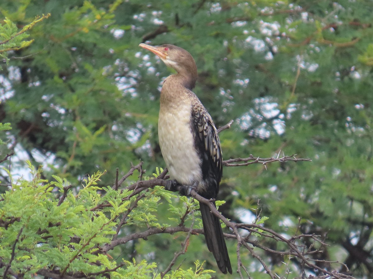 kormorán dlouhoocasý - ML645054788