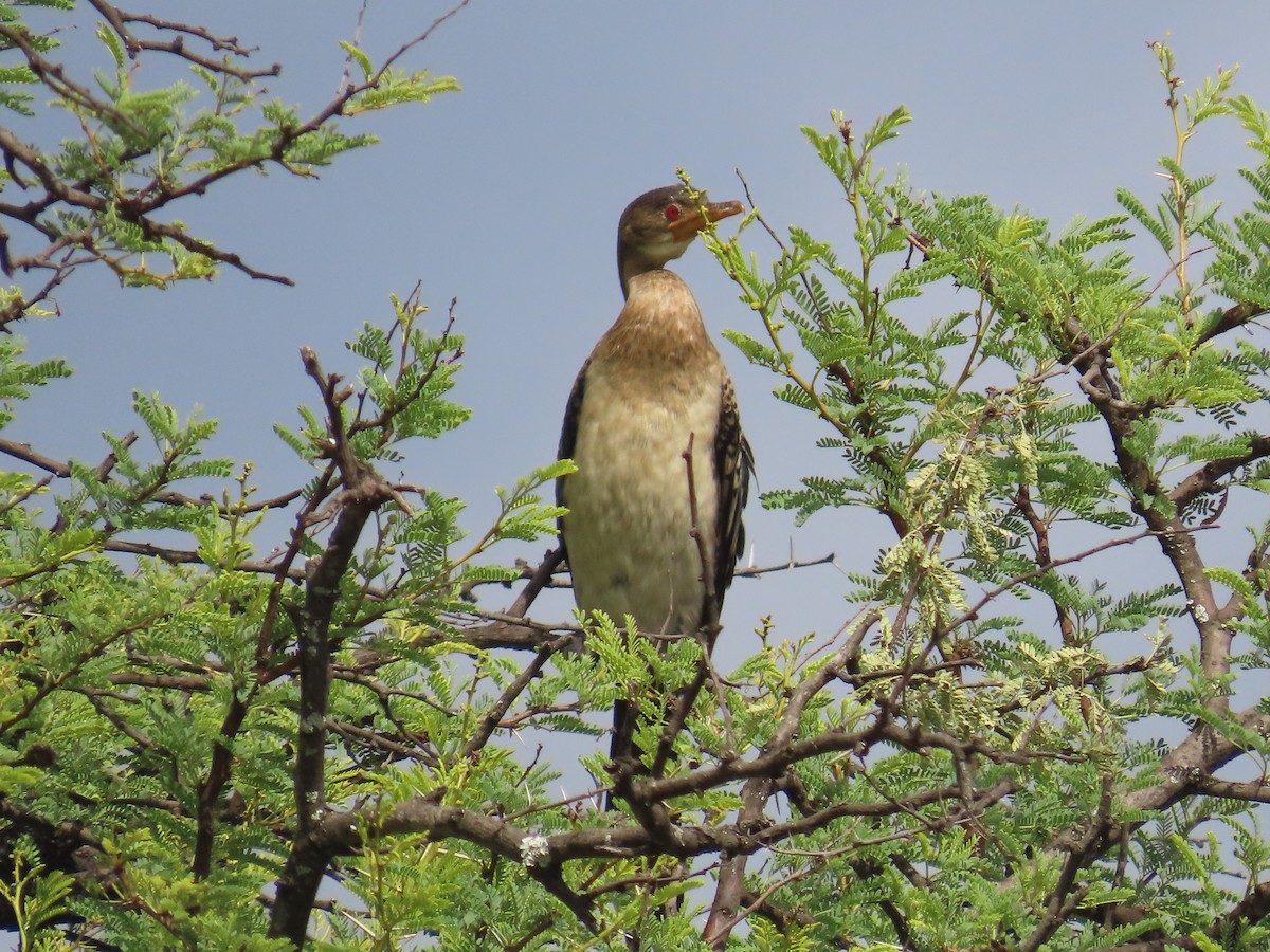 kormorán dlouhoocasý - ML645054789