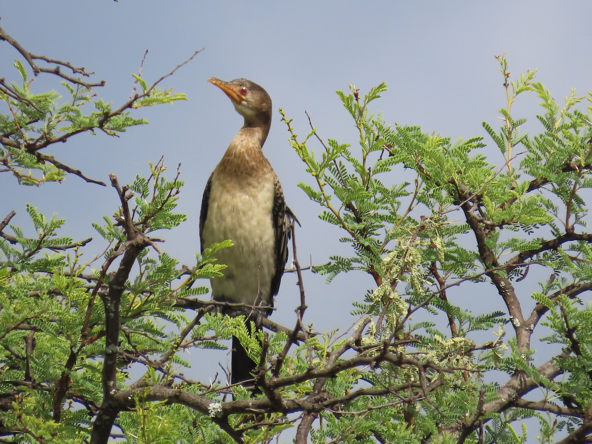 kormorán dlouhoocasý - ML645054790