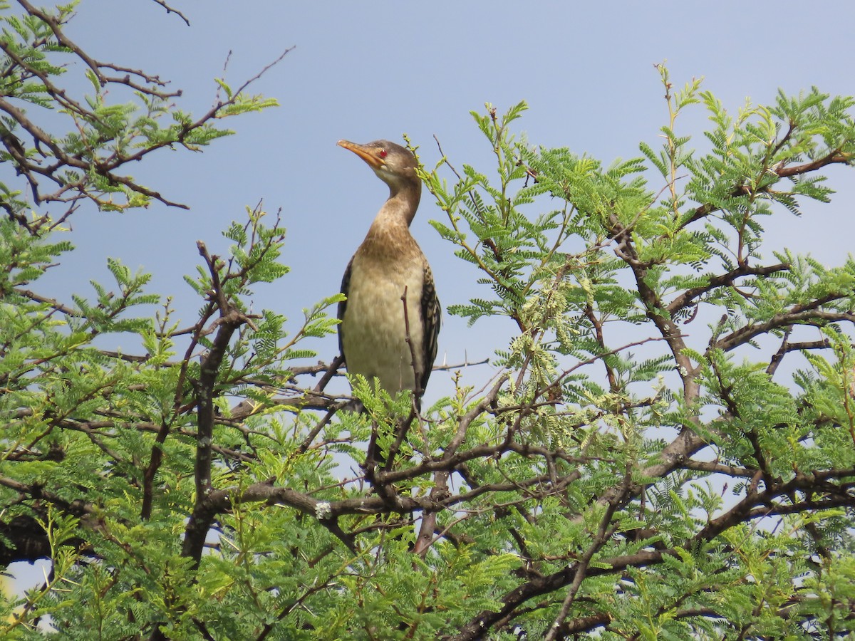 kormorán dlouhoocasý - ML645054791