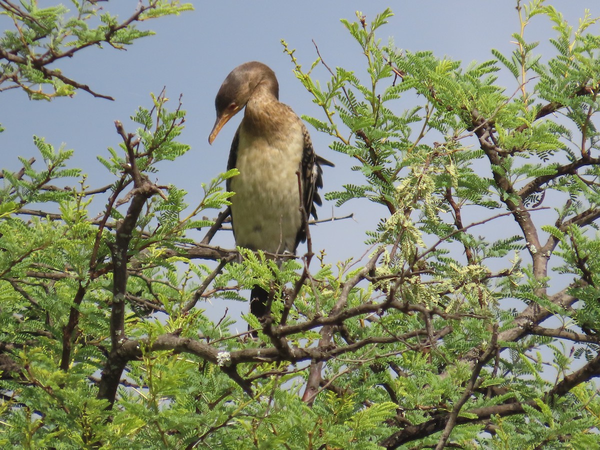 kormorán dlouhoocasý - ML645054792