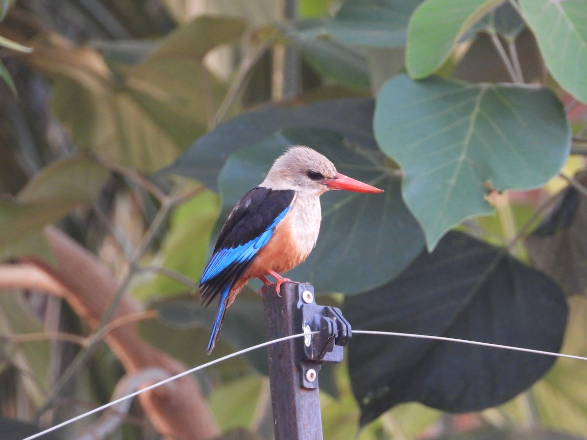 Martin-chasseur à tête grise - ML645054794