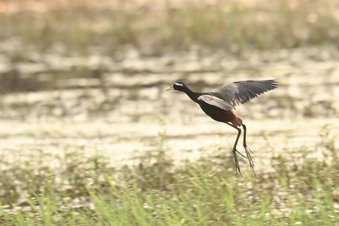 ostnák hnědoocasý - ML645054797