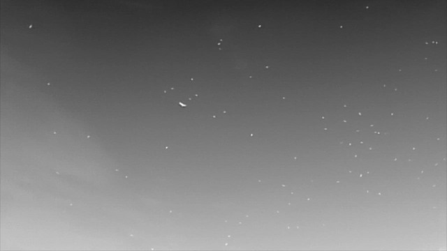 Hindi Akbabası - ML645054811