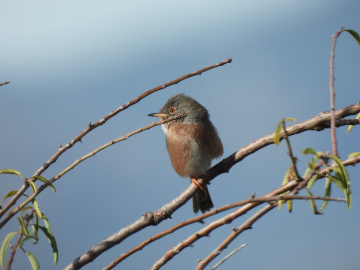 Etze-txinboa - ML645054821