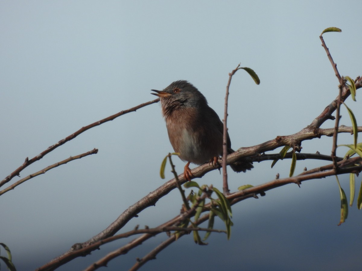 Etze-txinboa - ML645054822