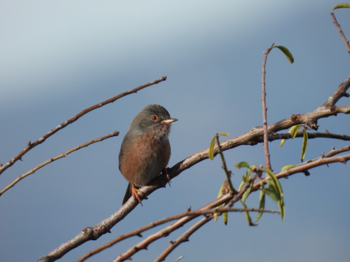 Etze-txinboa - ML645054823