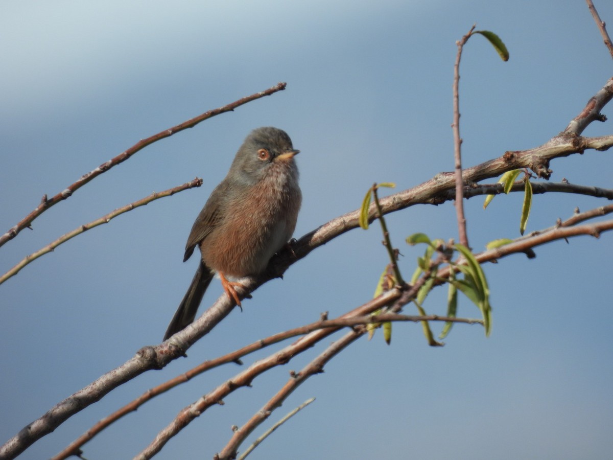 Etze-txinboa - ML645054825