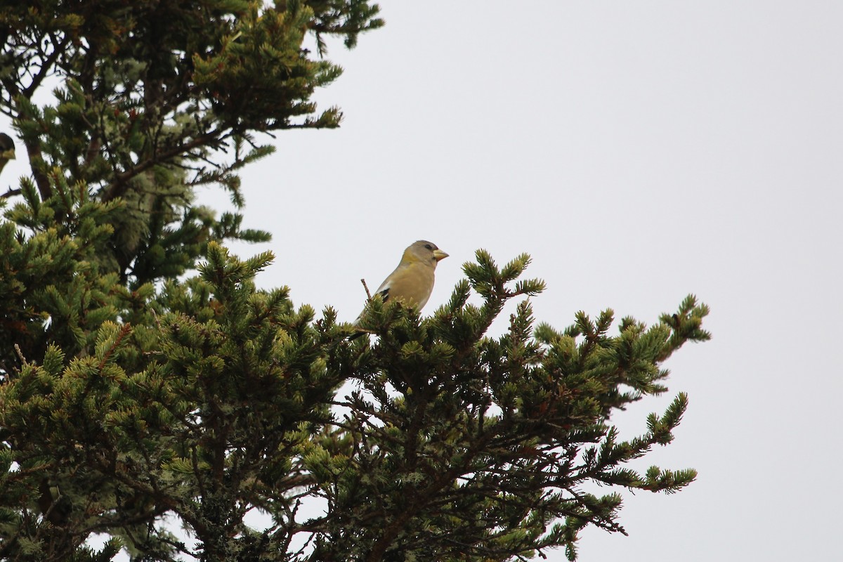 Evening Grosbeak - ML645054828