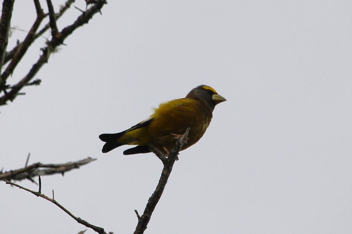 Evening Grosbeak - ML645054831