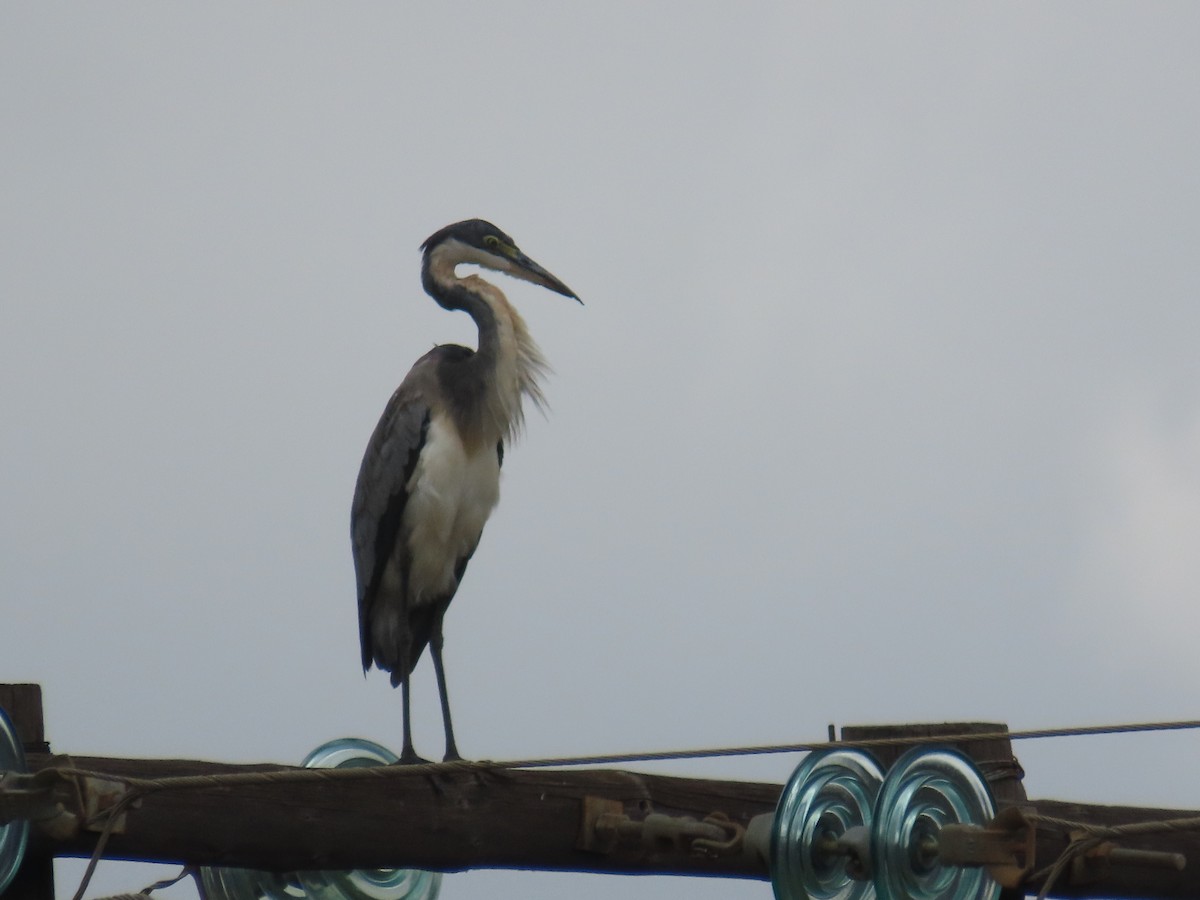 Héron mélanocéphale - ML645054861