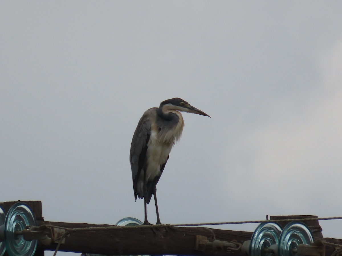 Héron mélanocéphale - ML645054862