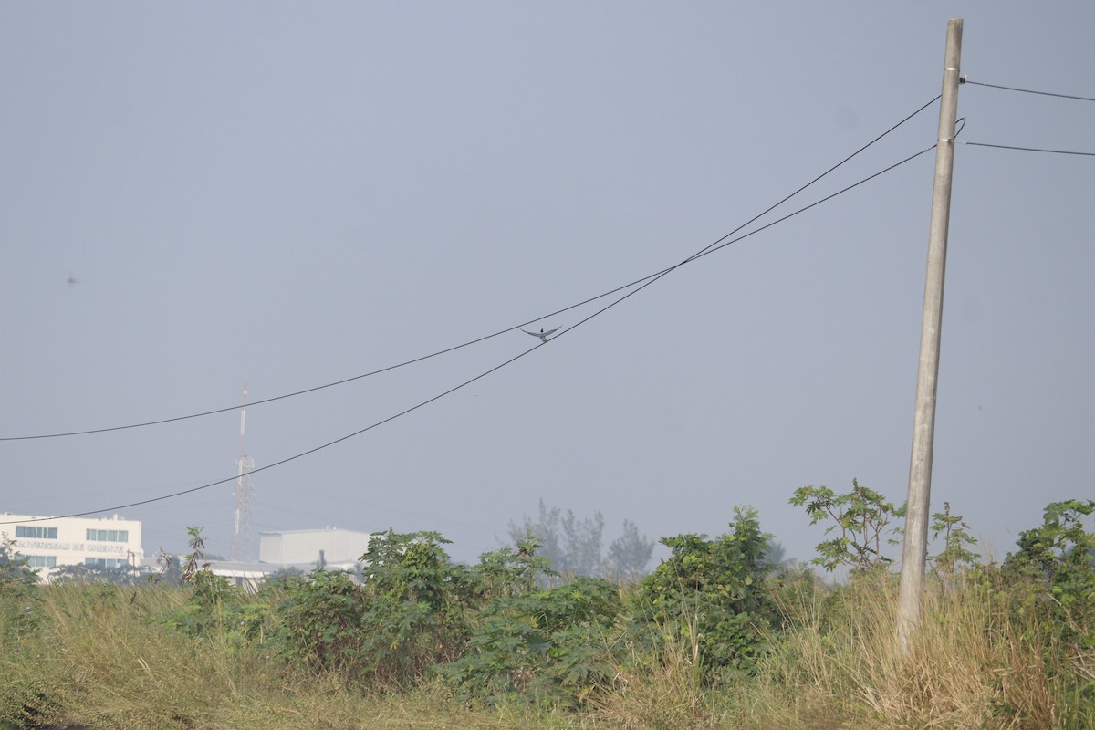 Belted Kingfisher - ML645054868