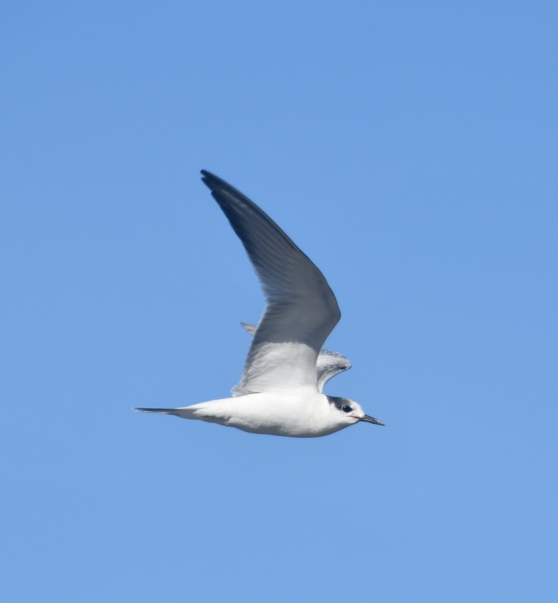 Sterne pierregarin - ML645054890