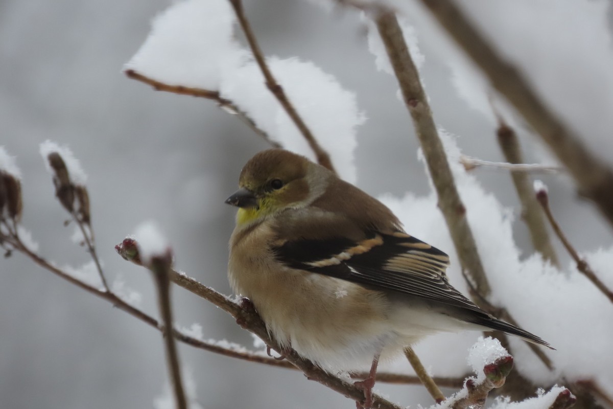 American Goldfinch - ML645054892