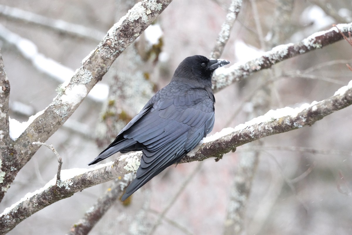 American Crow - ML645054903
