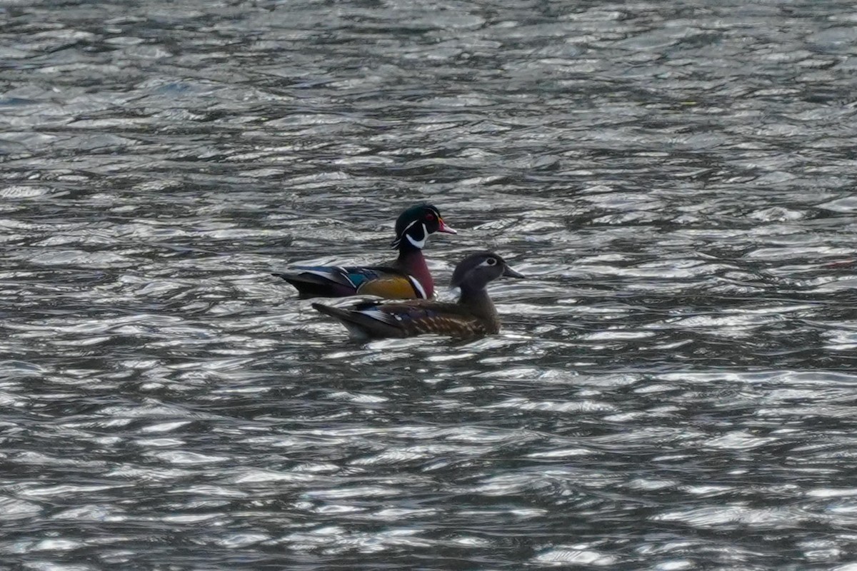 Anatra sposa - ML645054908