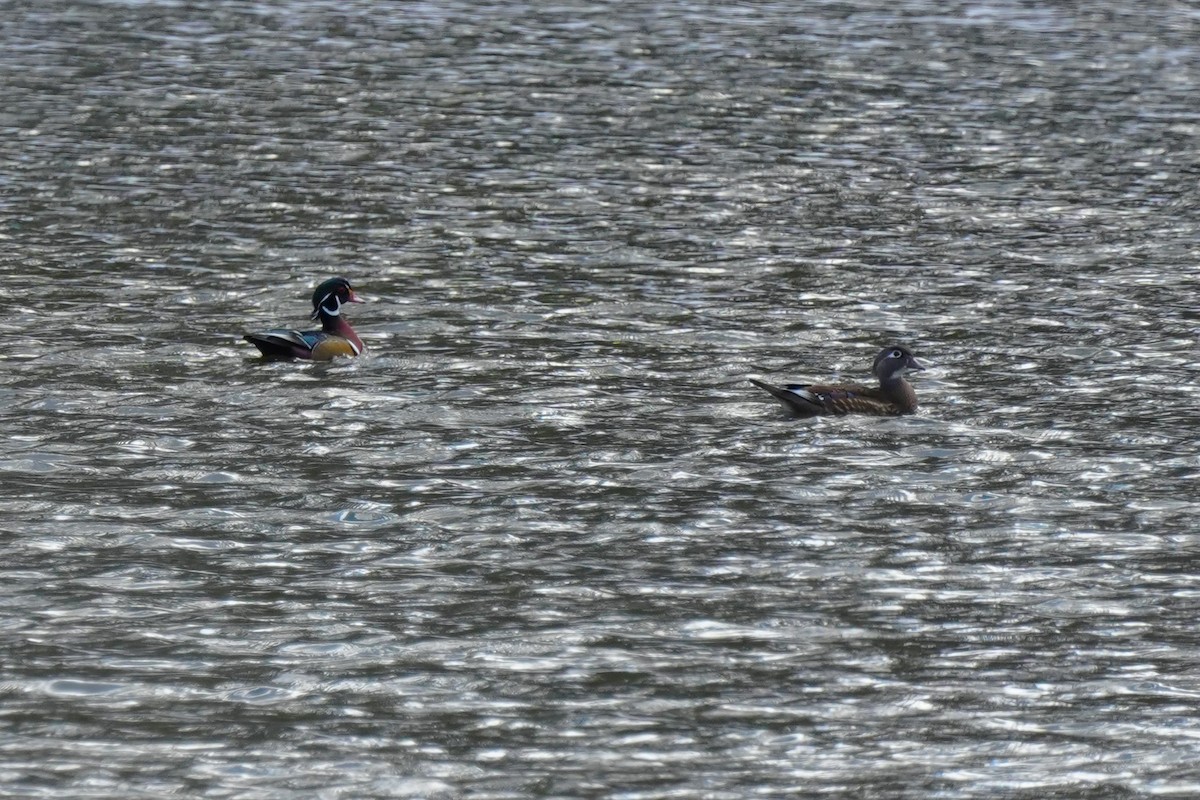 Anatra sposa - ML645054909