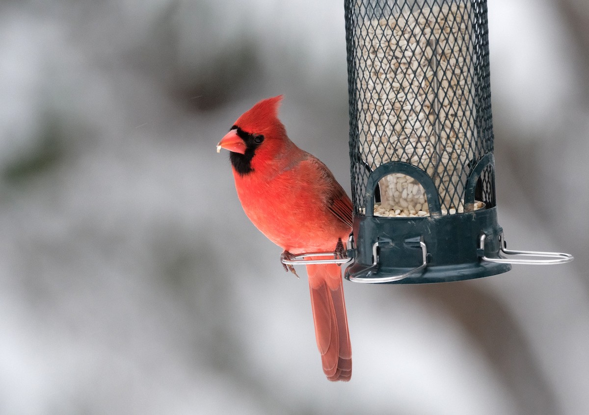 Northern Cardinal - ML645054910