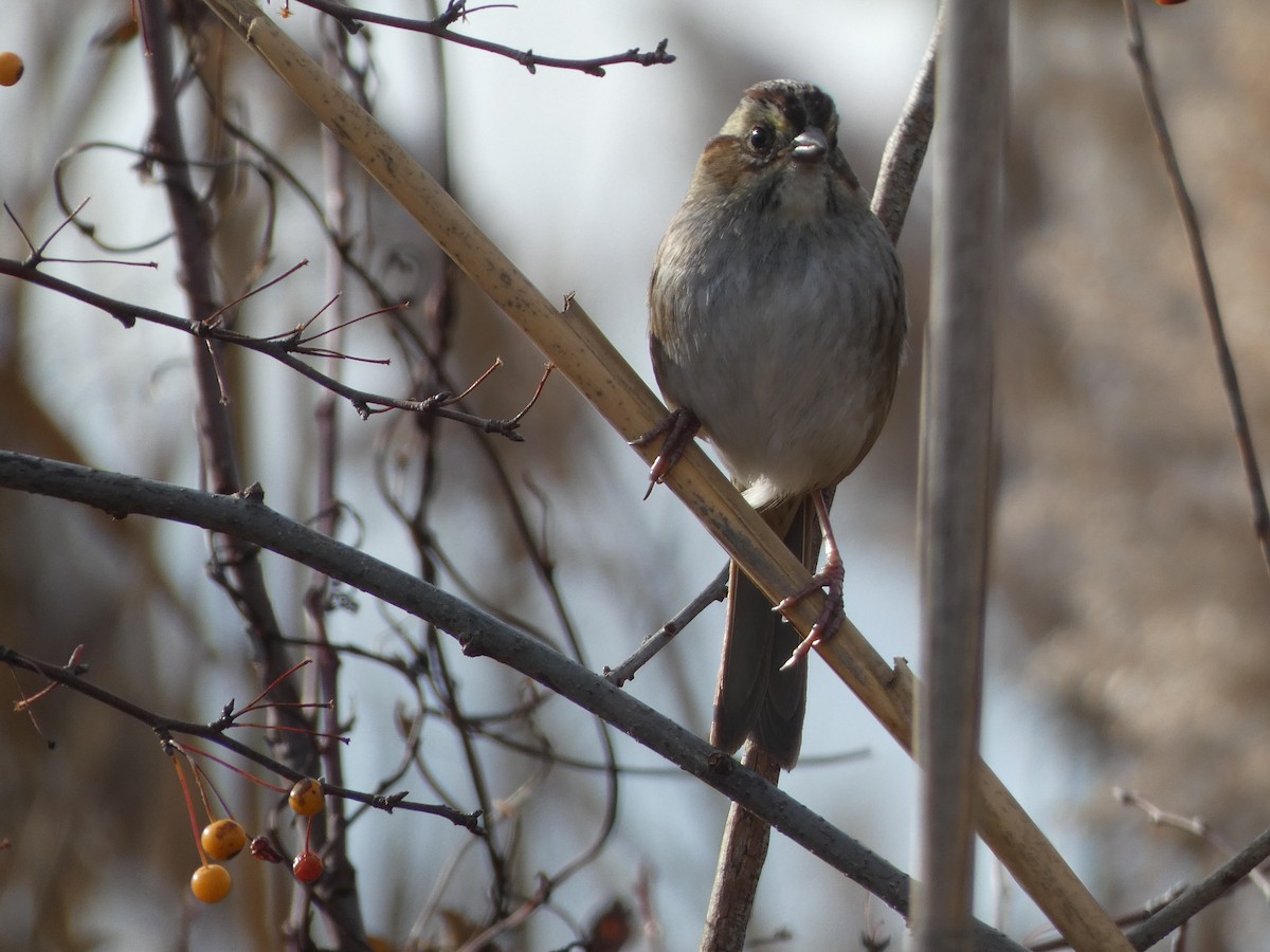 ヌマウタスズメ - ML645054919