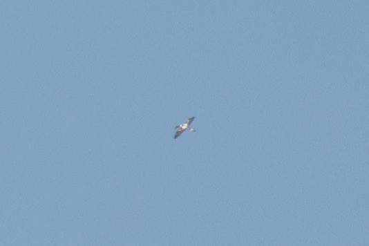 Masked Booby - ML645054921