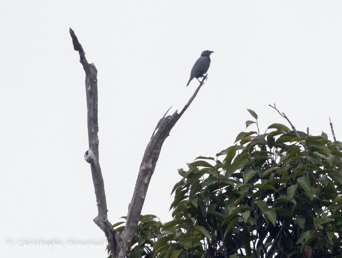 Stourne chanteur - ML645054922