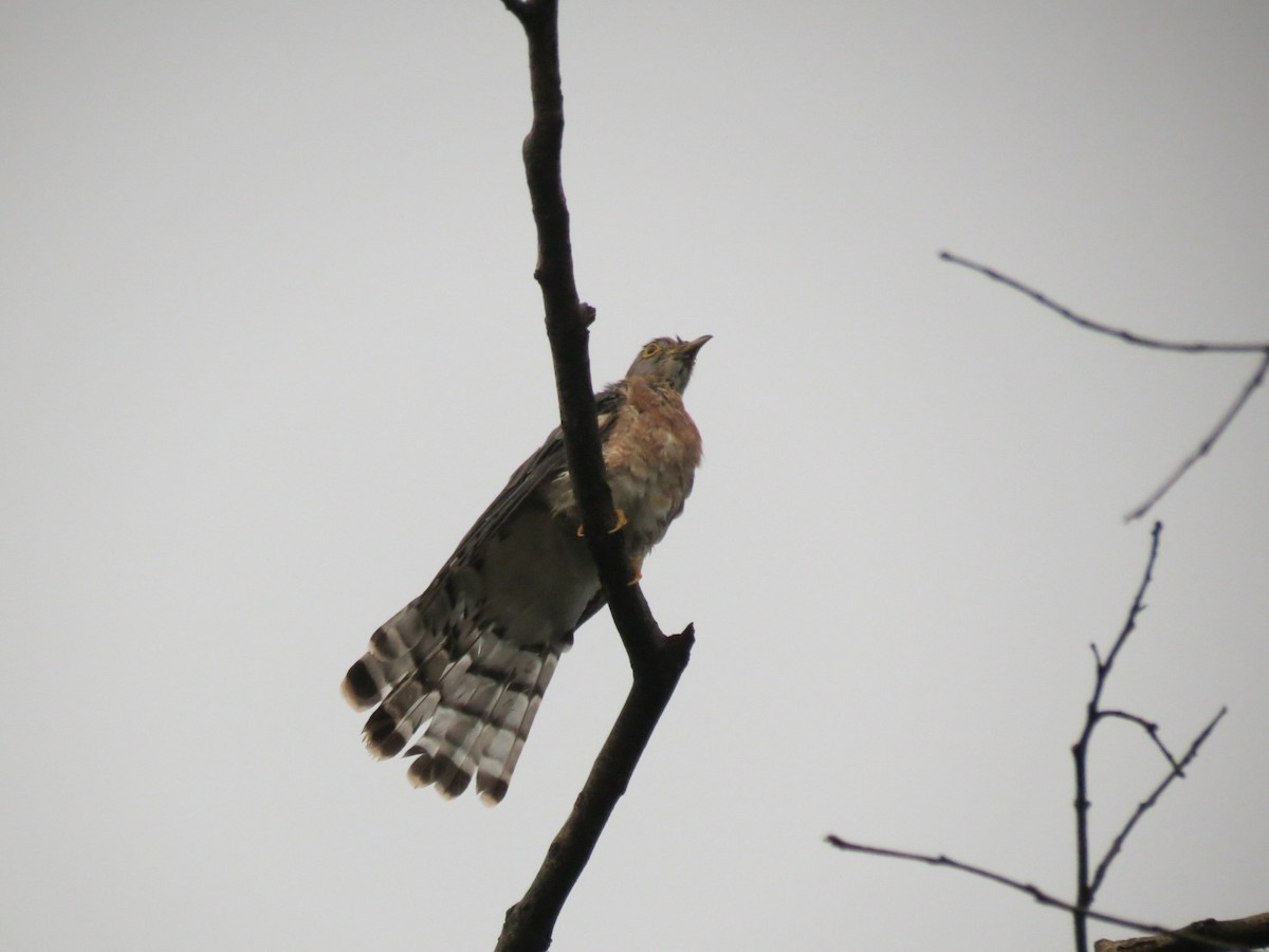 Common Hawk-Cuckoo - ML645054923
