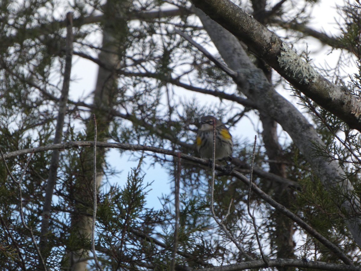 キヅタアメリカムシクイ - ML645054925