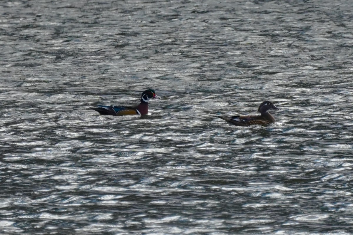 Anatra sposa - ML645054926