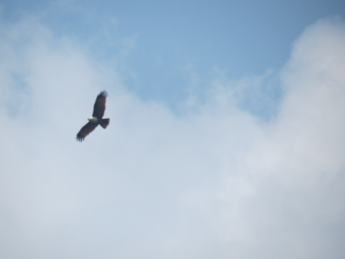 Brahminy Kite - ML645054939