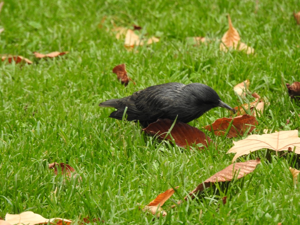 Arabazozo beltza - ML645054959