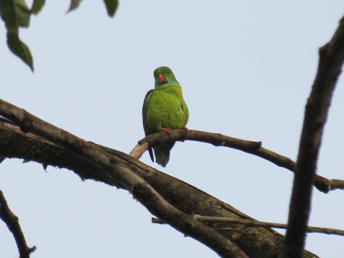 Vernal Hanging-Parrot - ML645054962