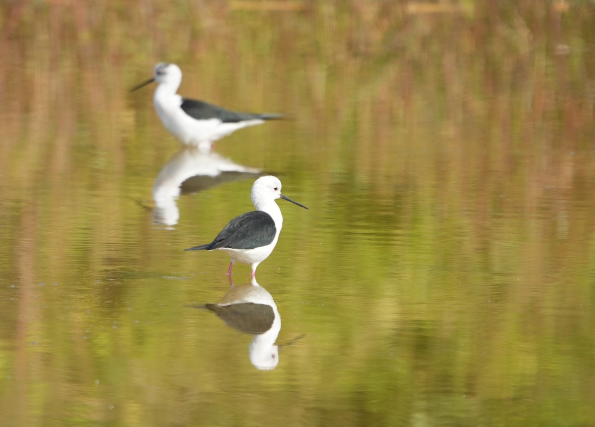 Zankaluze eurasiarra - ML645054964