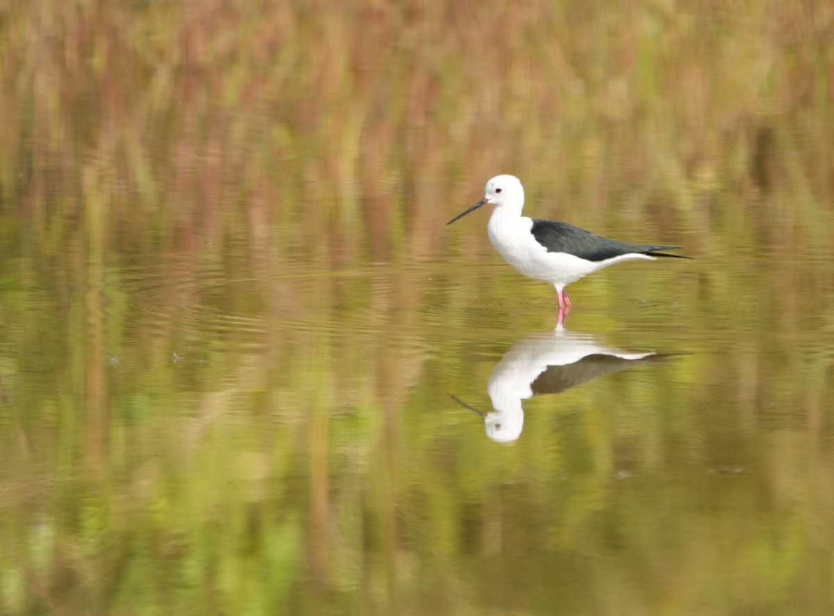 Zankaluze eurasiarra - ML645054966