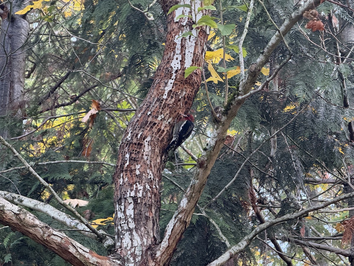 Red-breasted Sapsucker - ML645054973