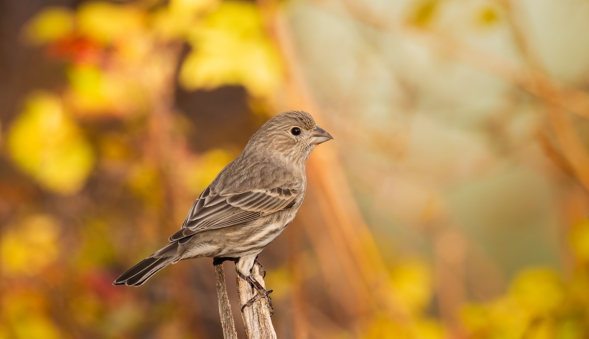 House Finch - ML645054979