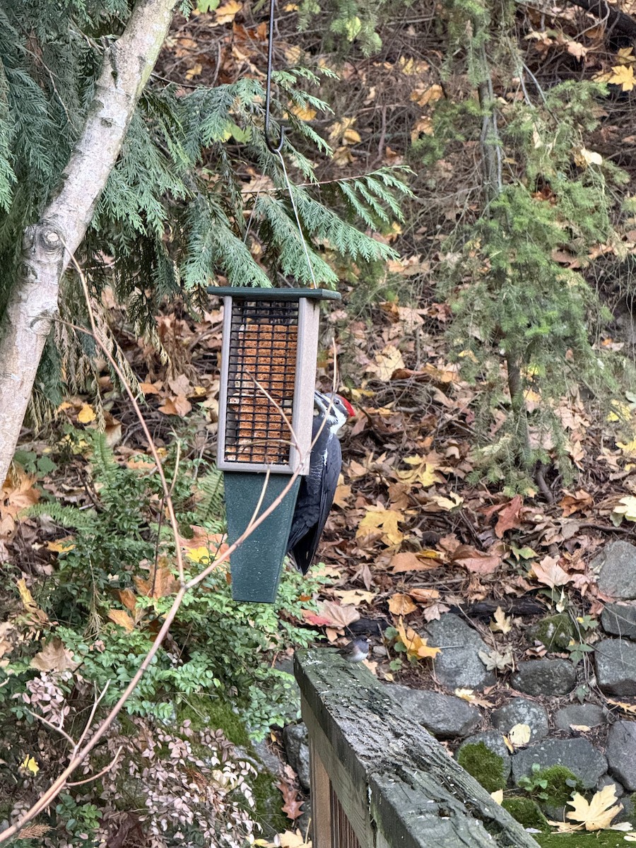 Pileated Woodpecker - ML645054984