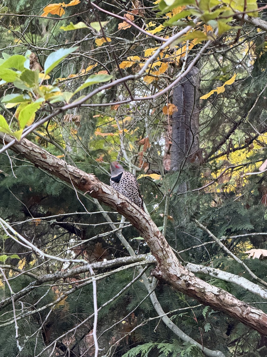 Northern Flicker (Red-shafted) - ML645054986
