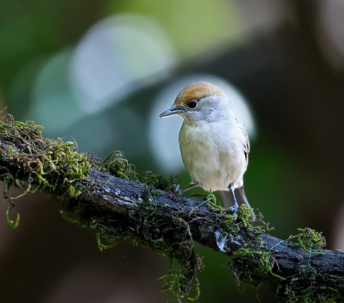 Eurasian Blackcap - ML645055000