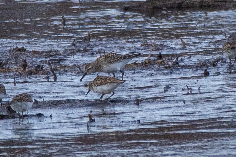 Weißbürzel-Strandläufer - ML645055011