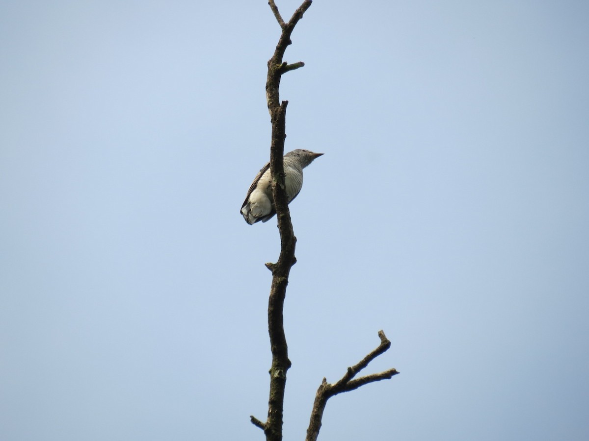 Black-headed Cuckooshrike - ML645055014