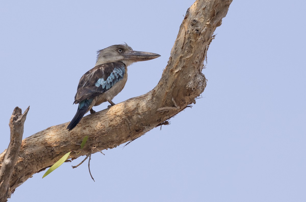Blue-winged Kookaburra - ML645055016